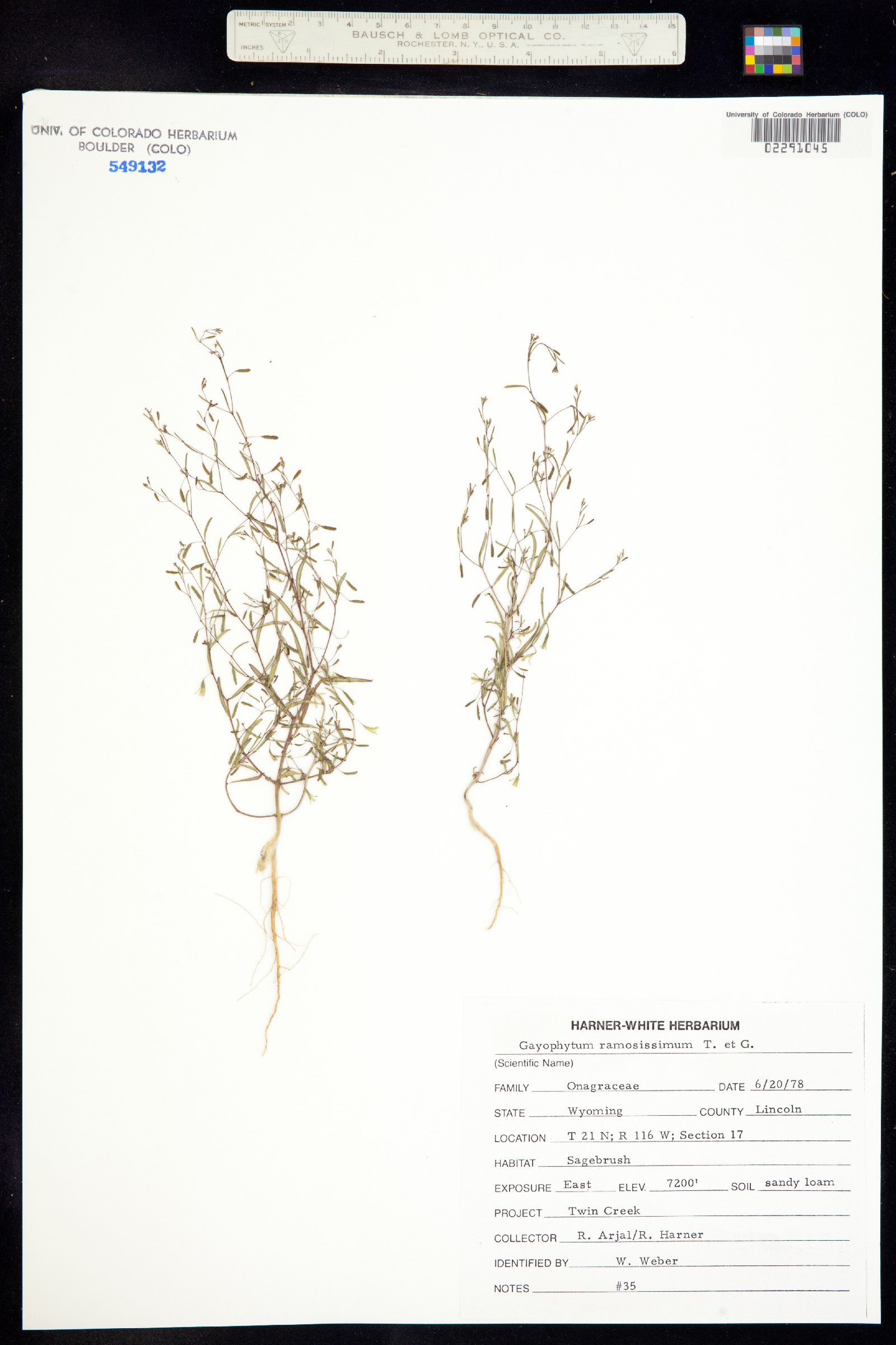 Gayophytum ramosissimum image