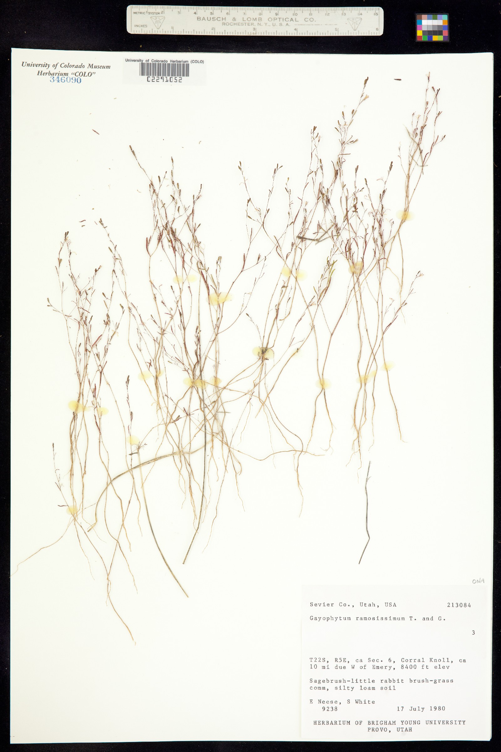 Gayophytum ramosissimum image