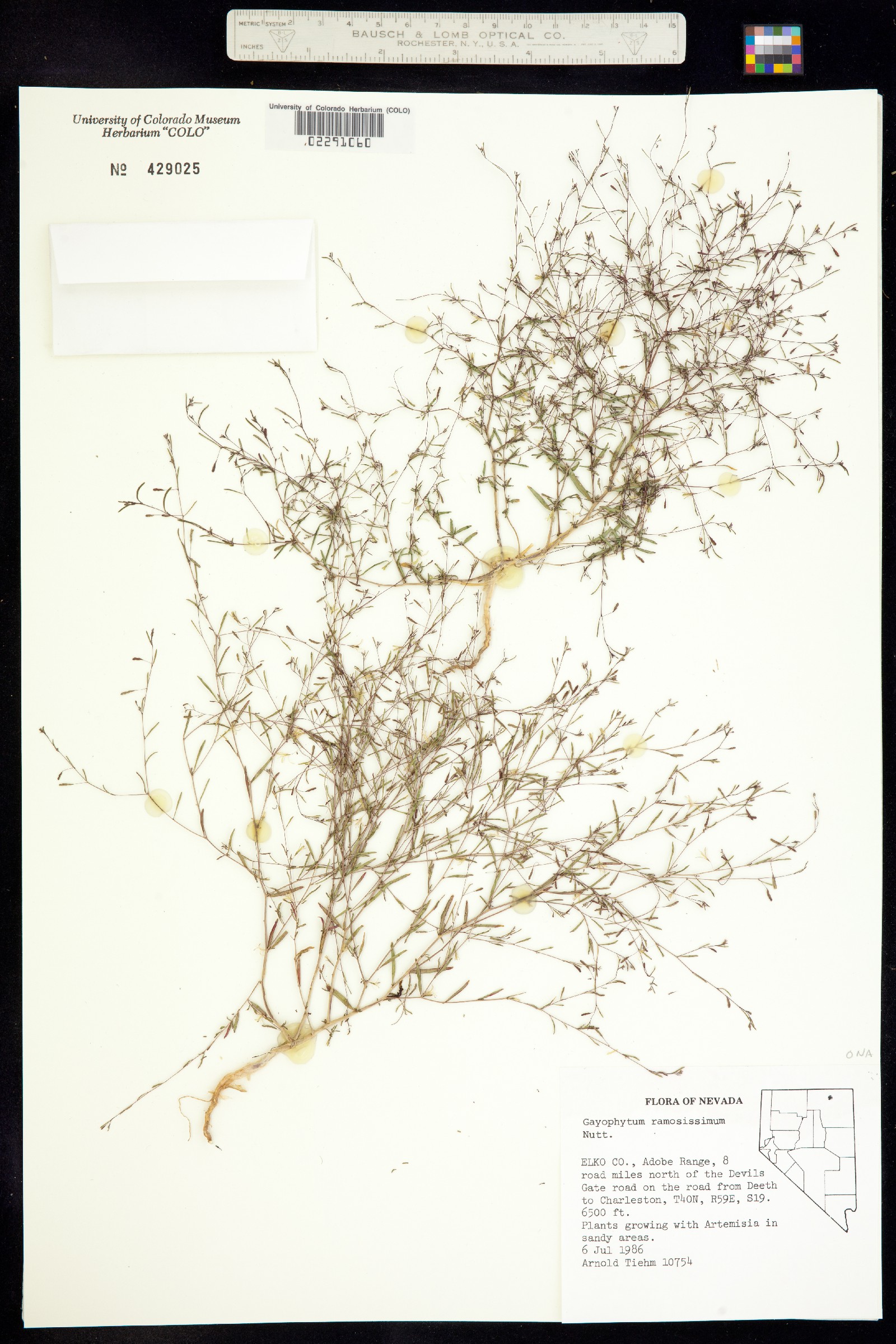 Gayophytum ramosissimum image