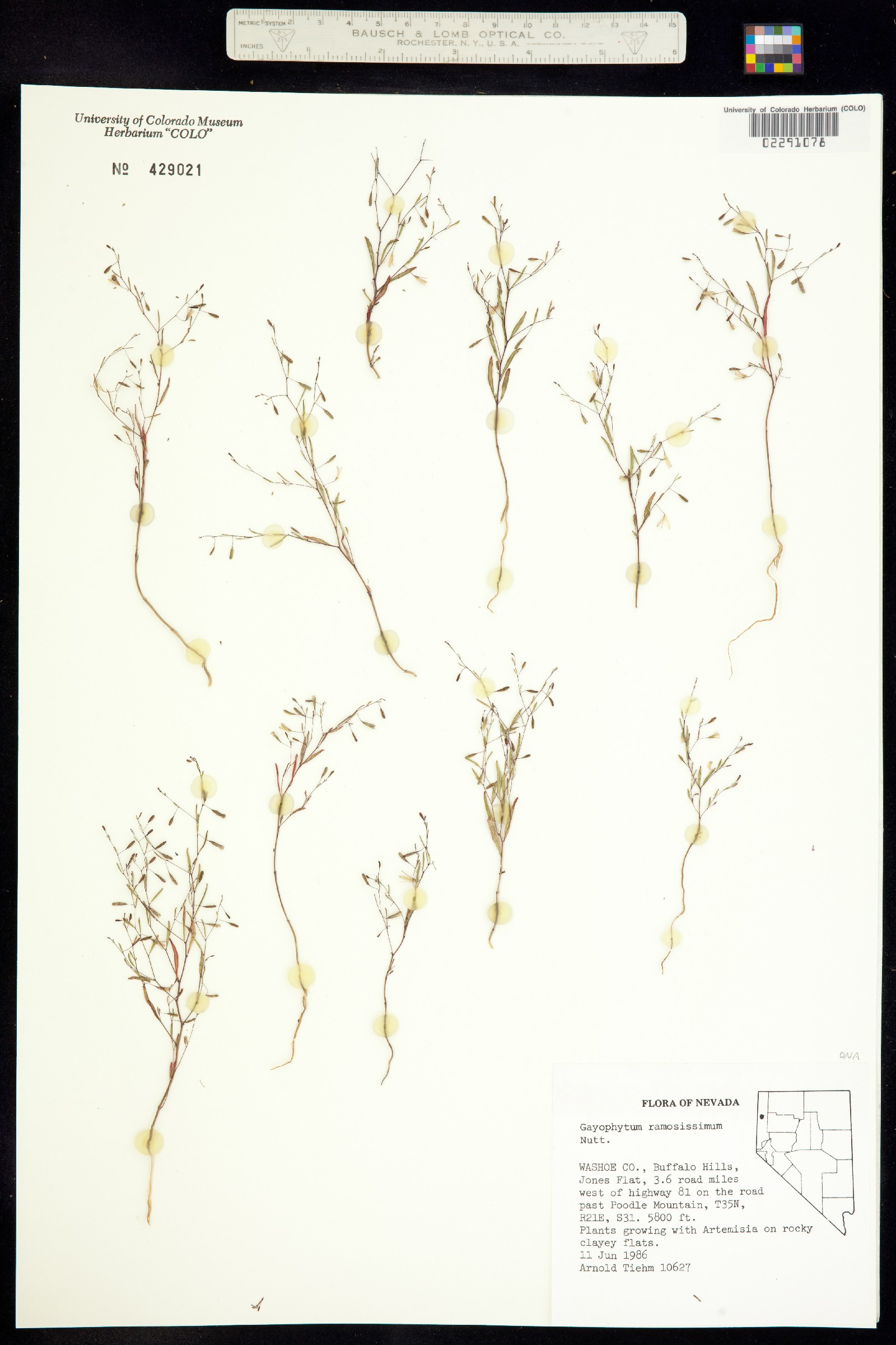 Gayophytum ramosissimum image