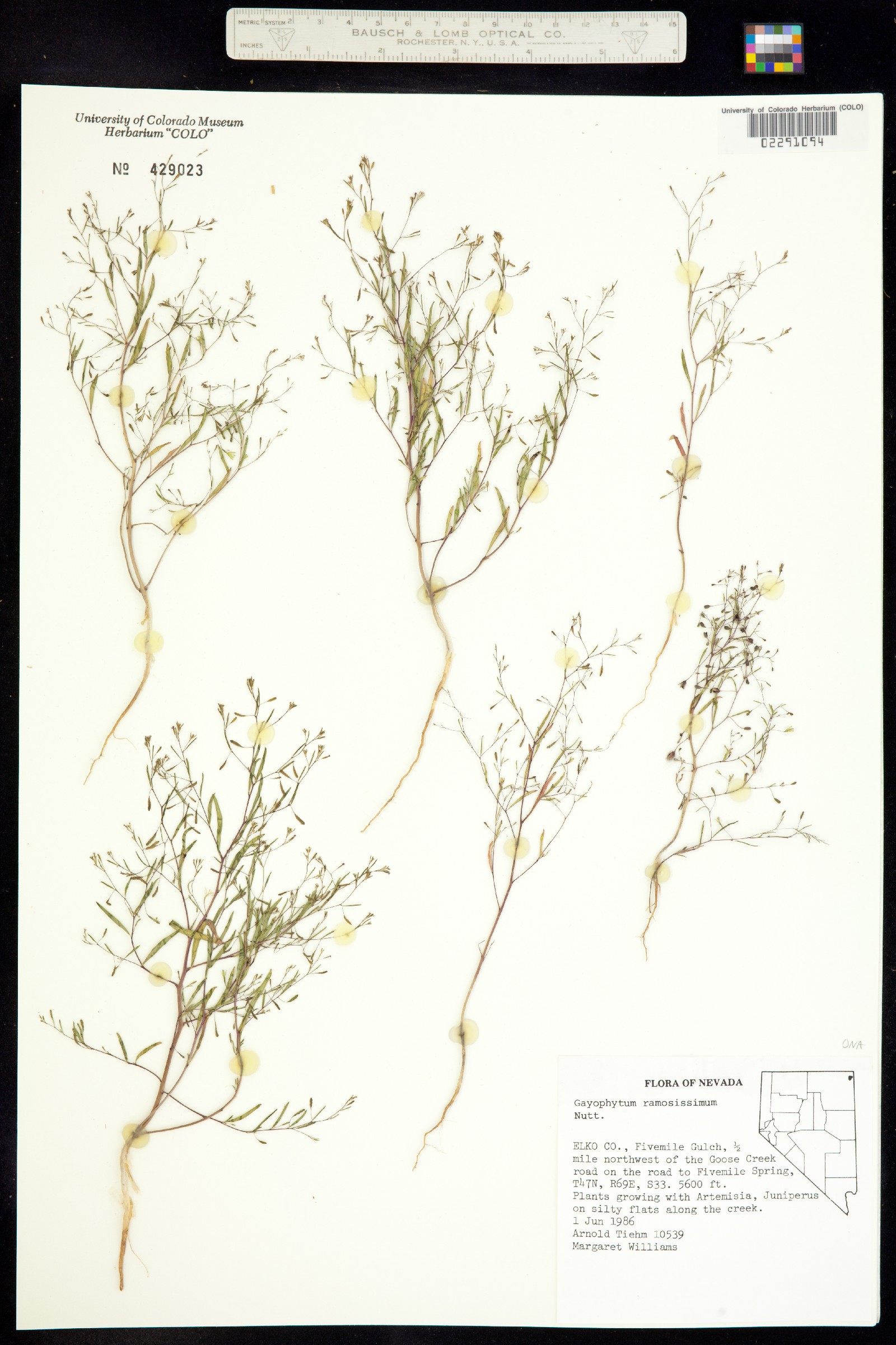 Gayophytum ramosissimum image