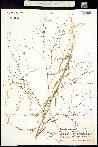 Image of Gayophytum oligospermum