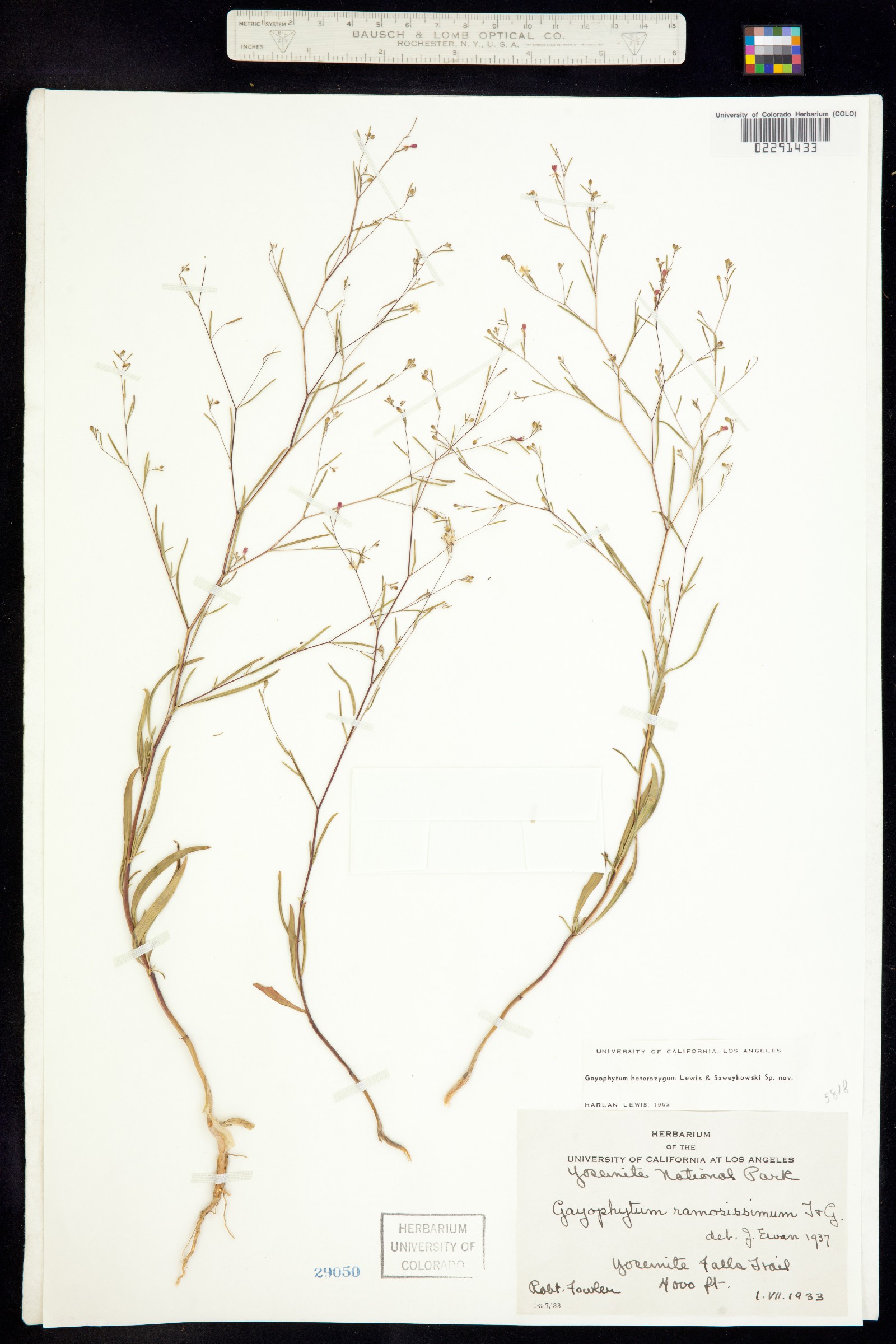 Gayophytum heterozygum image