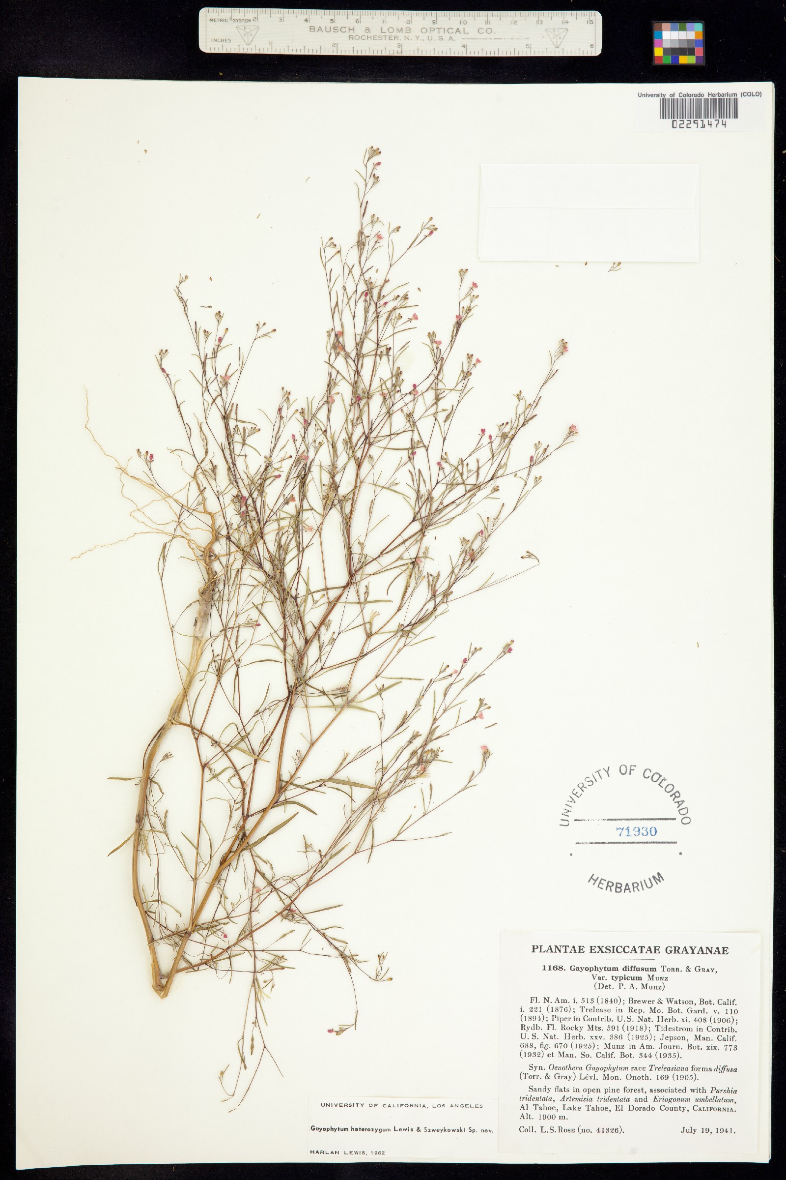 Gayophytum heterozygum image