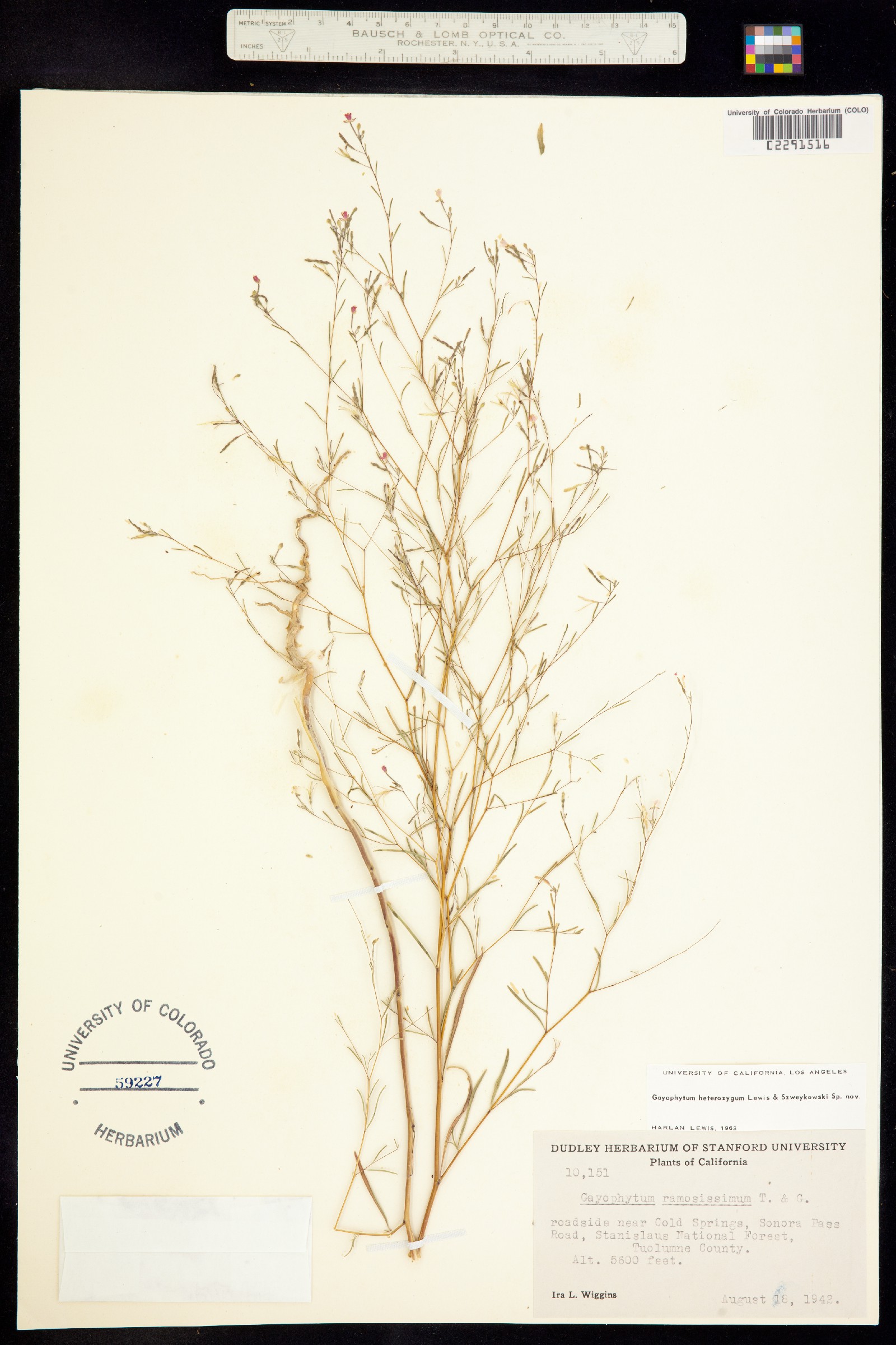 Gayophytum heterozygum image