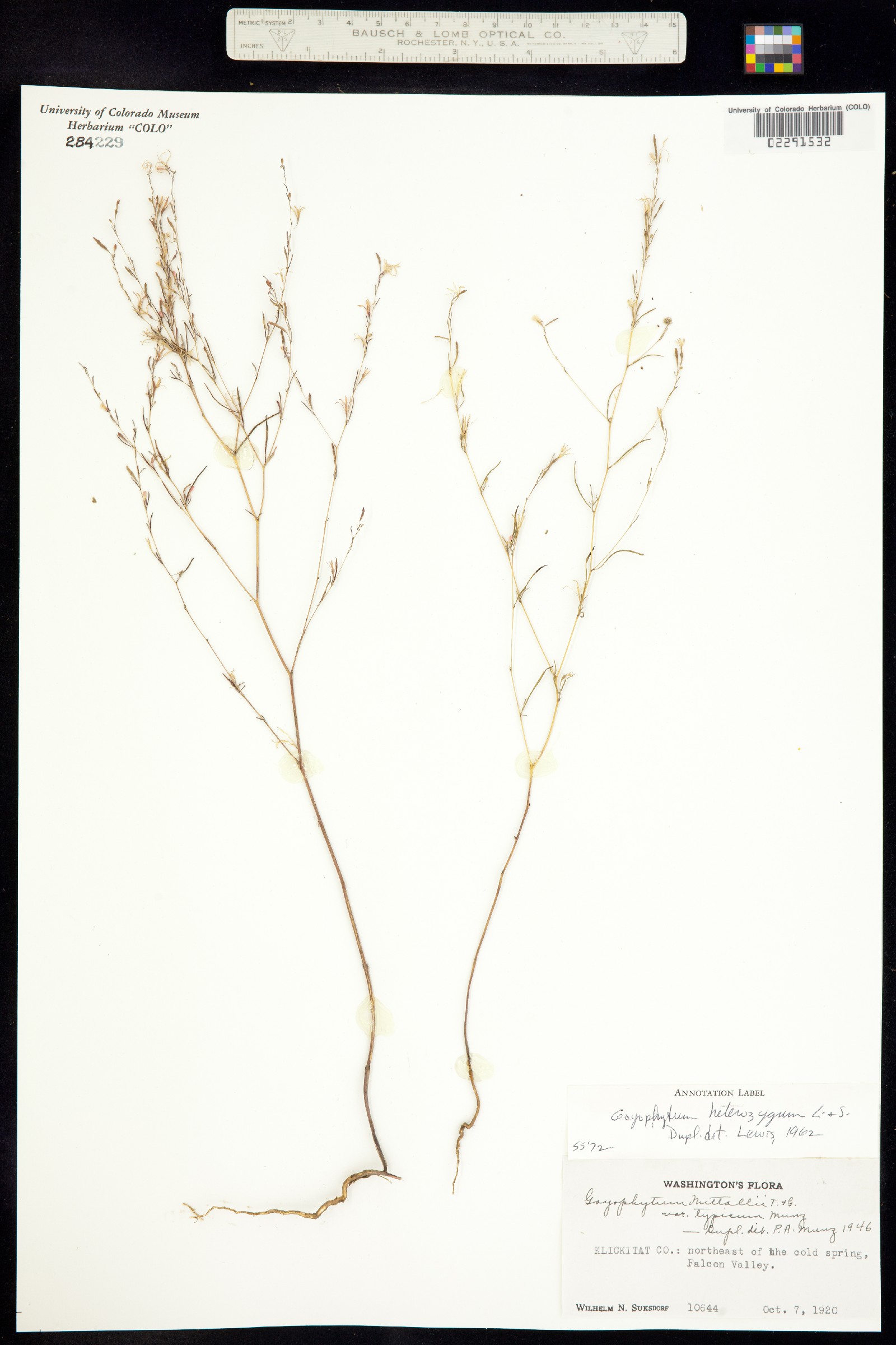 Gayophytum heterozygum image