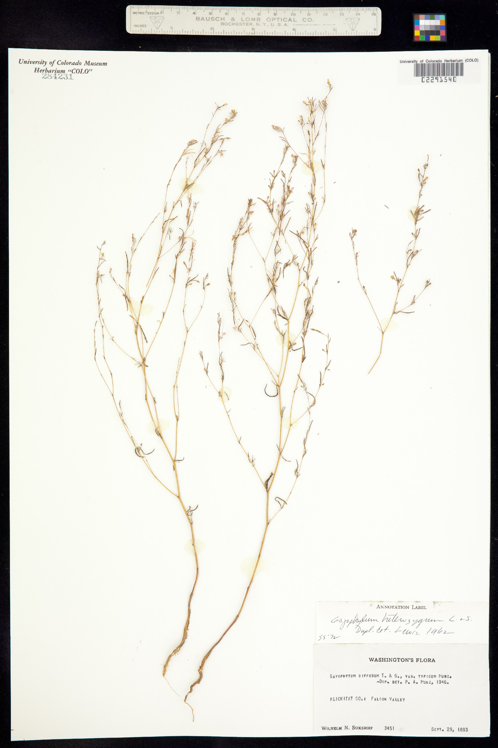 Gayophytum image