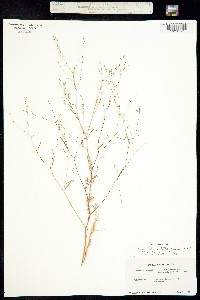 Gayophytum heterozygum image