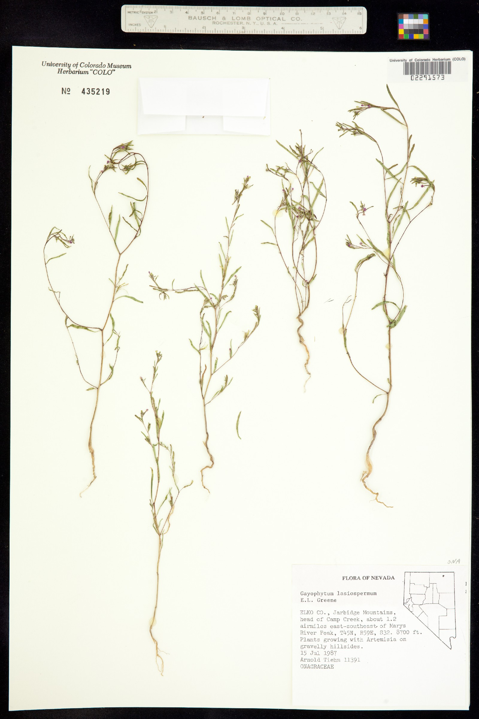 Gayophytum diffusum ssp. parviflorum image