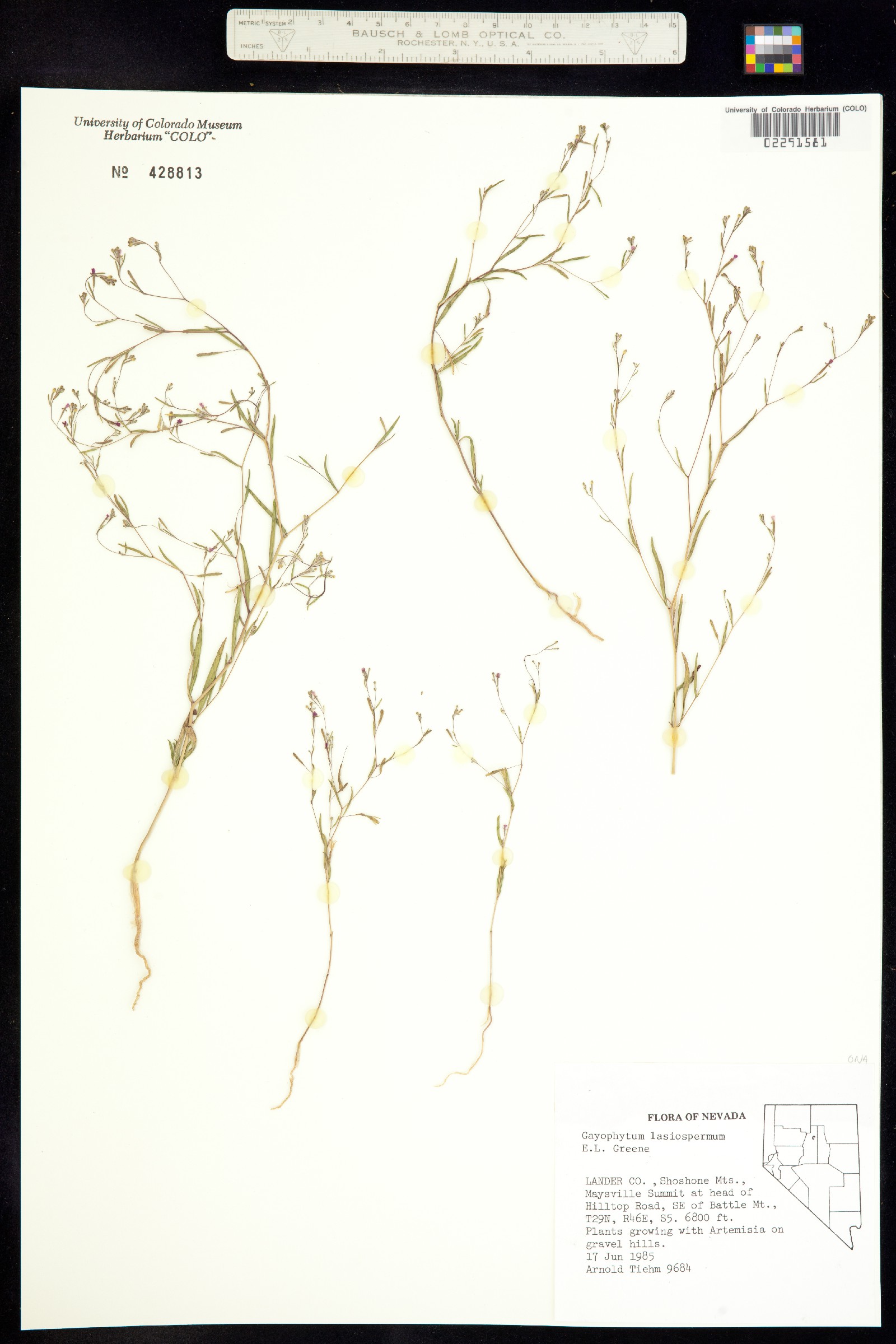Gayophytum diffusum ssp. parviflorum image