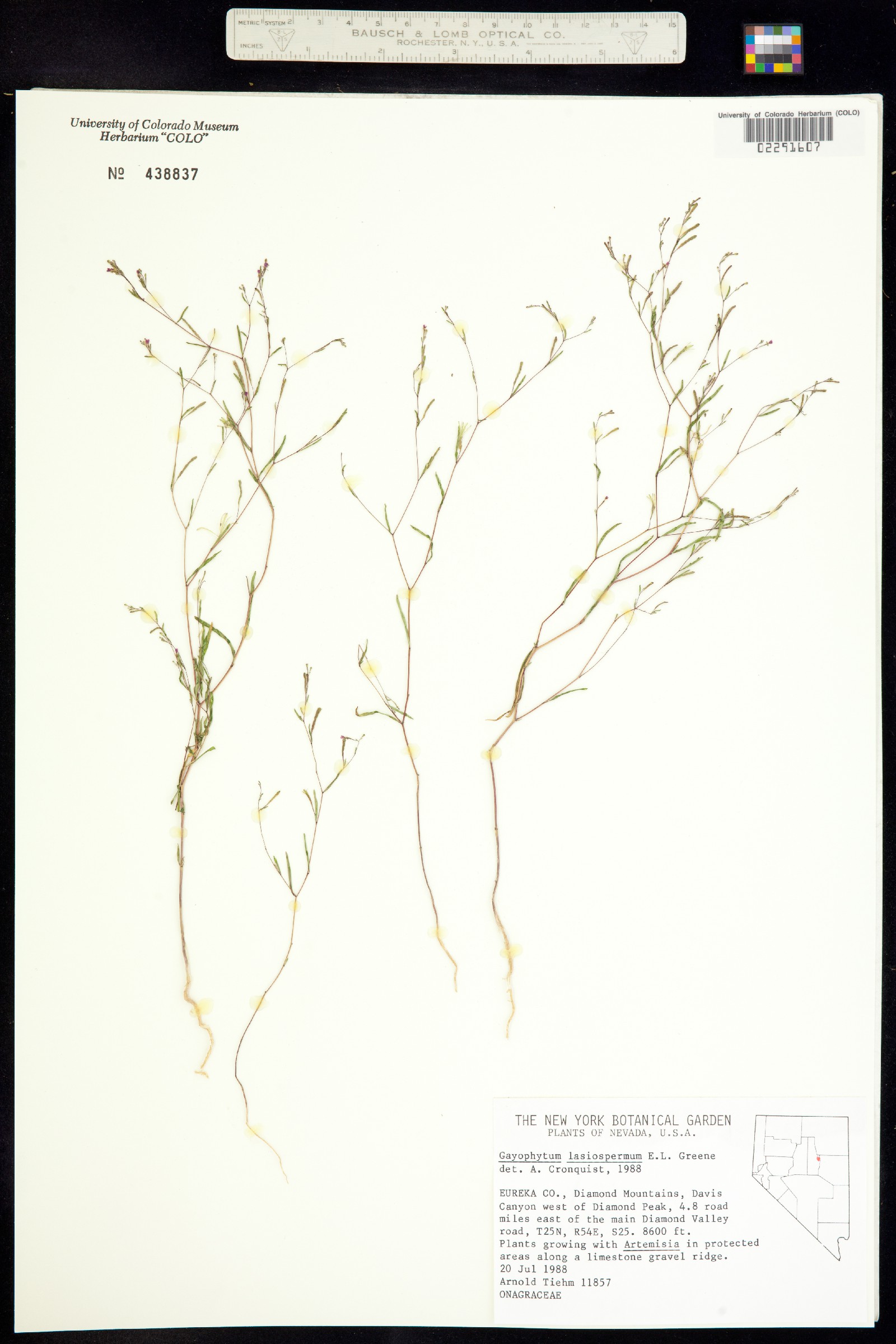 Gayophytum diffusum ssp. parviflorum image