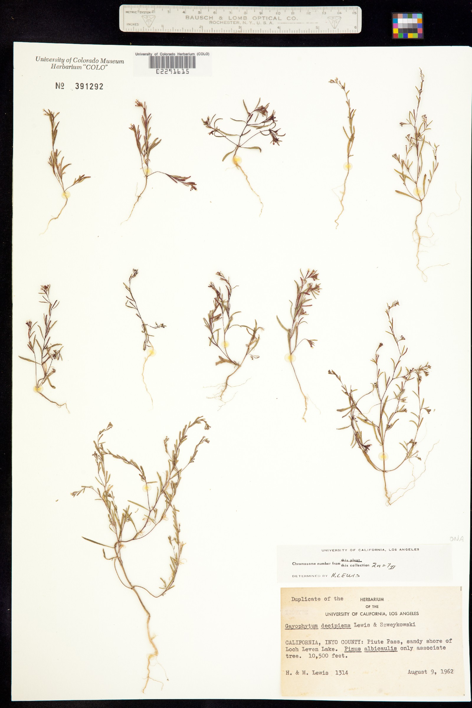 Gayophytum decipiens image