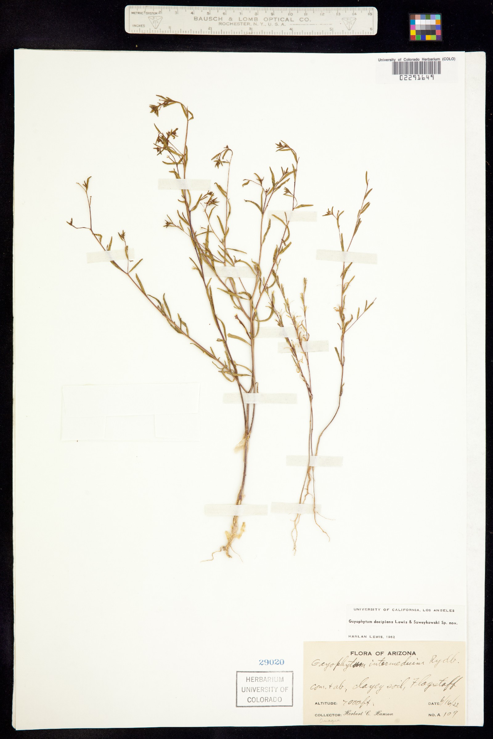 Gayophytum decipiens image