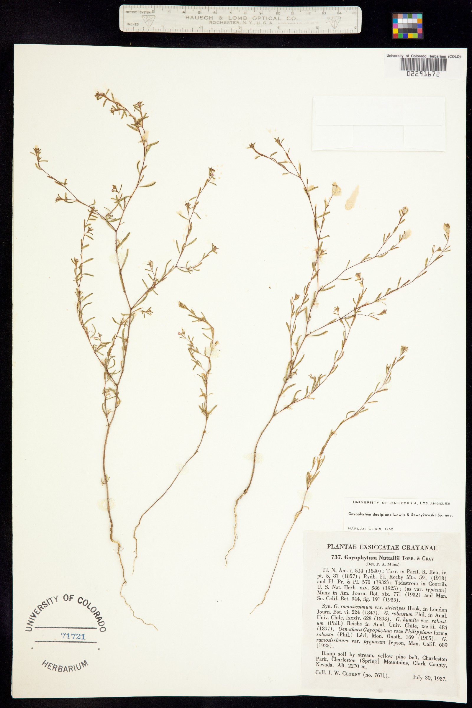 Gayophytum decipiens image