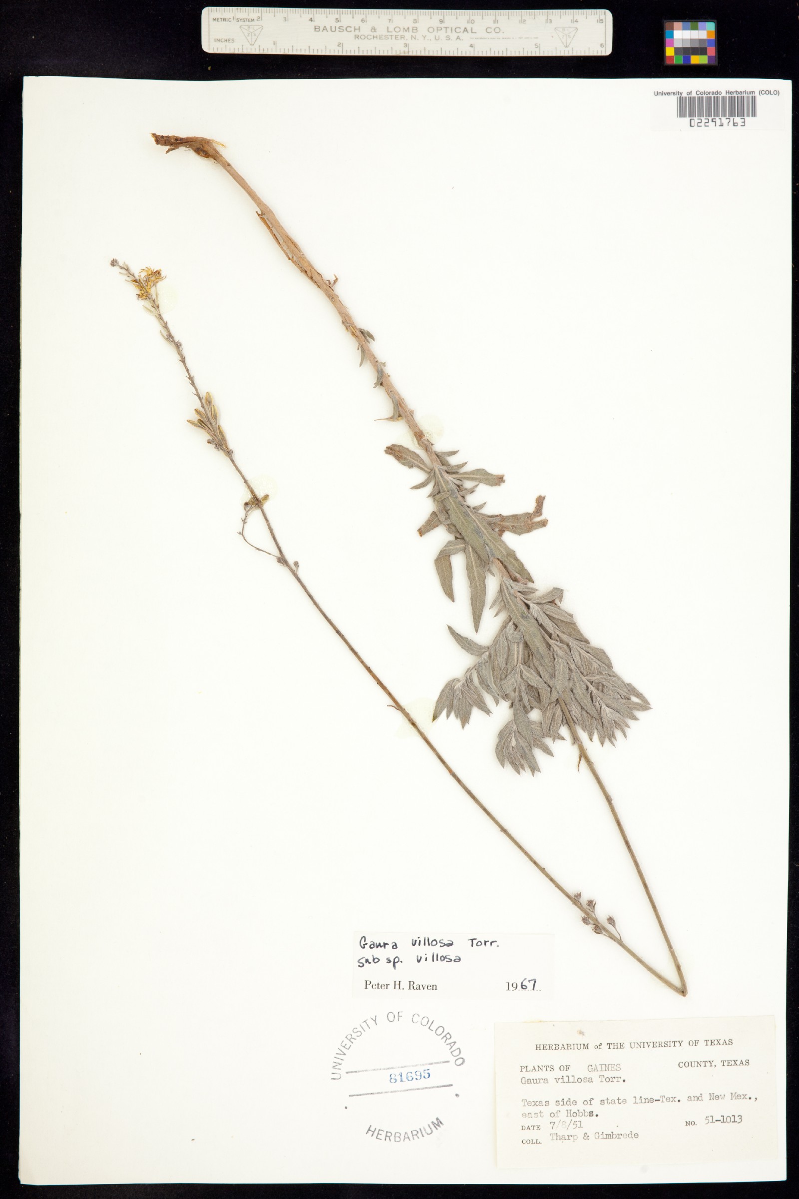 Oenothera cinerea image