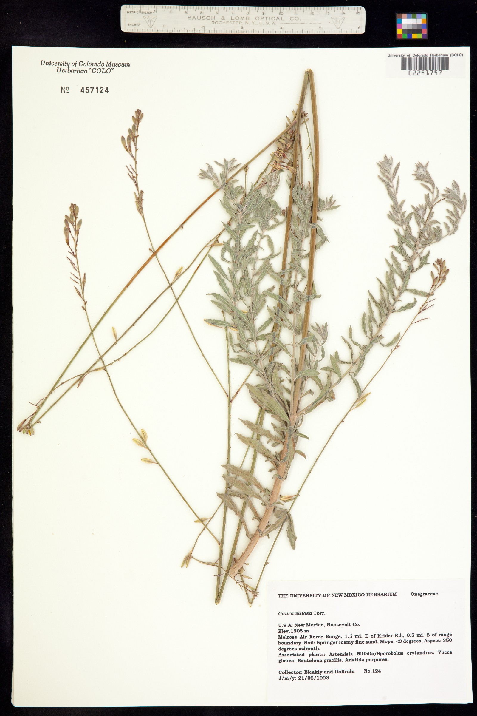 Oenothera cinerea image