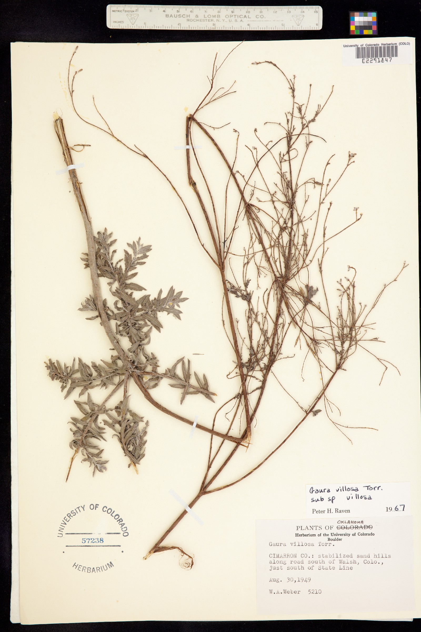 Oenothera cinerea ssp. cinerea image