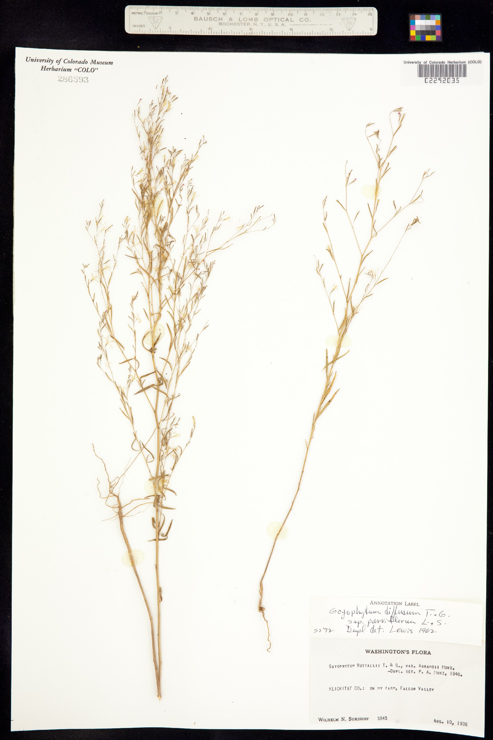 Gayophytum diffusum image