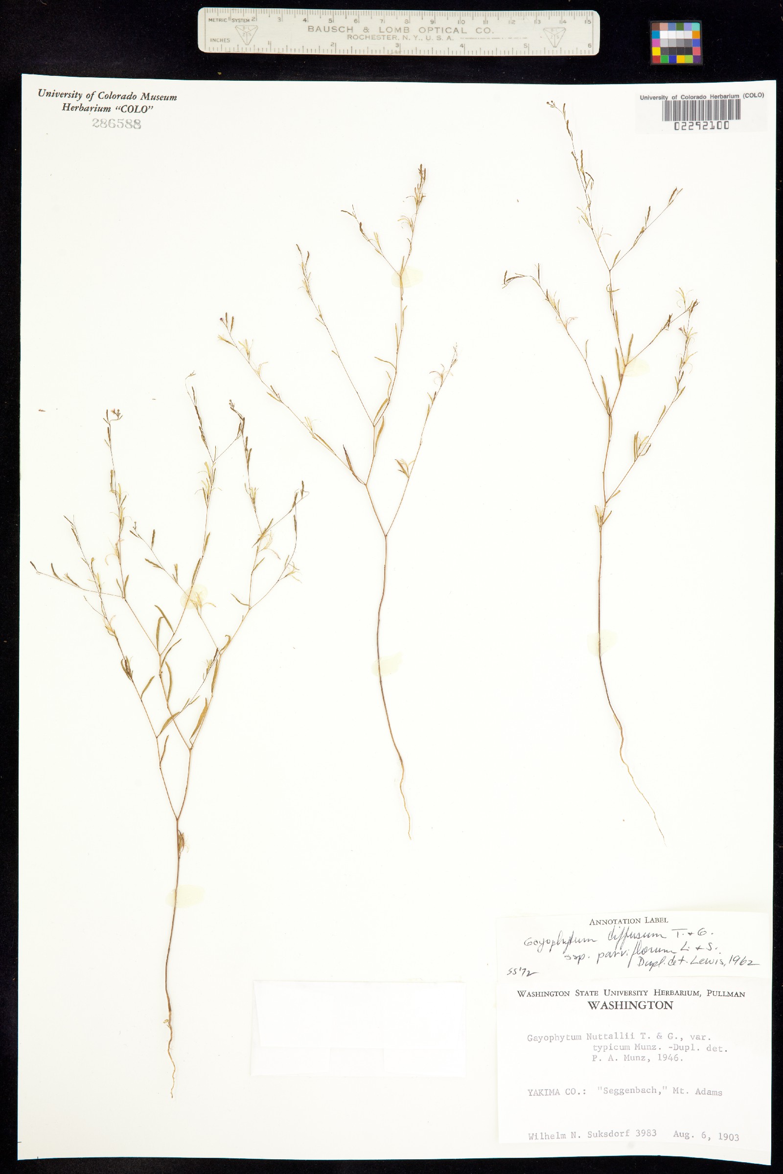 Gayophytum diffusum image