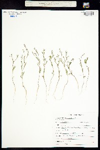 Gayophytum diffusum image