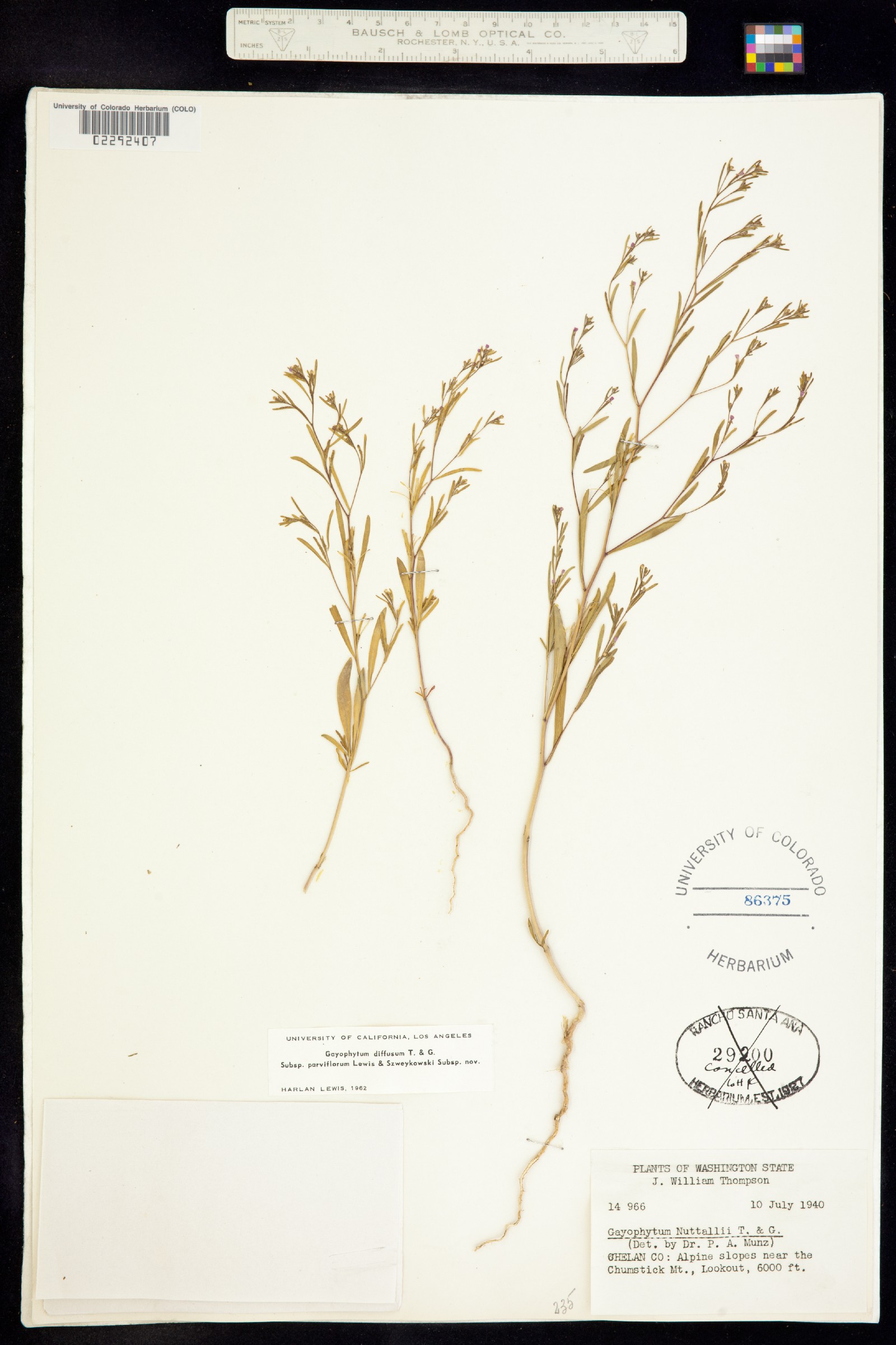 Gayophytum diffusum image