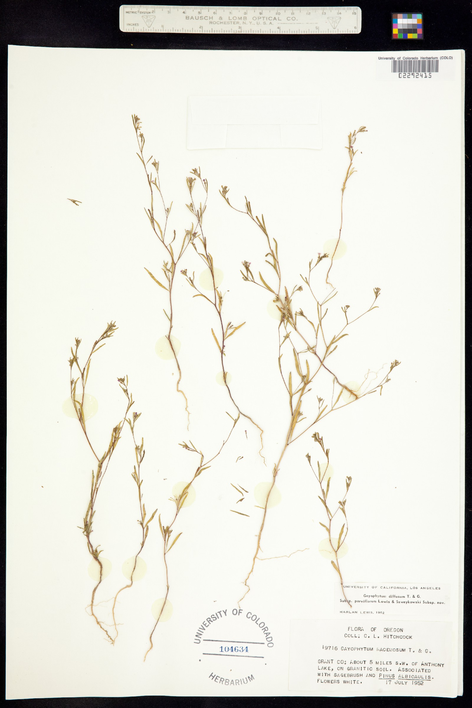 Gayophytum diffusum image