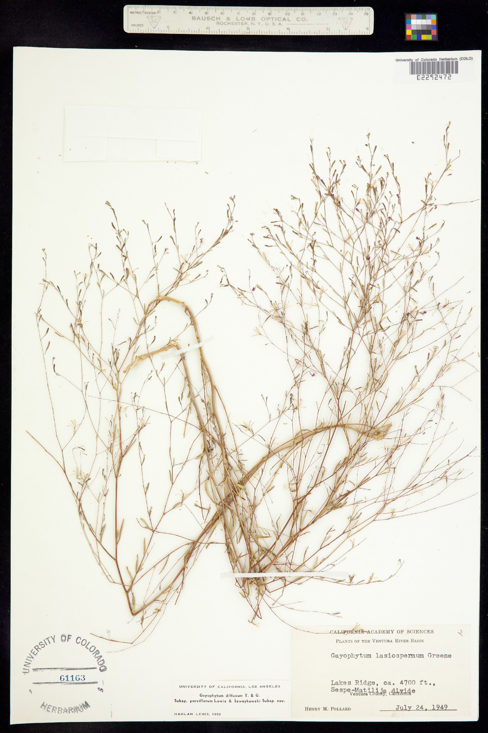Gayophytum diffusum image