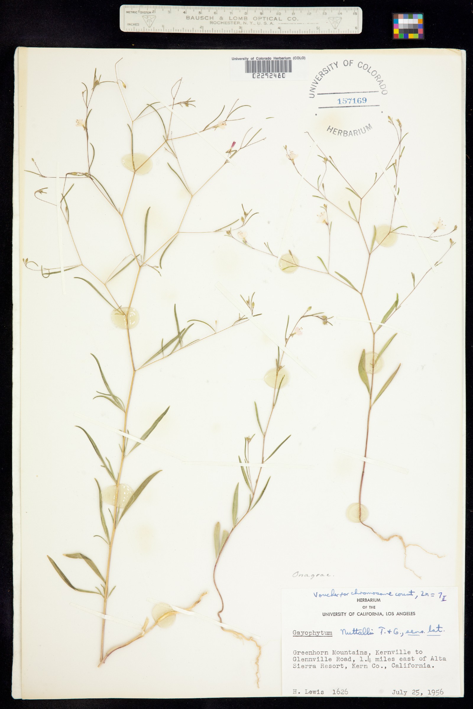 Gayophytum diffusum image