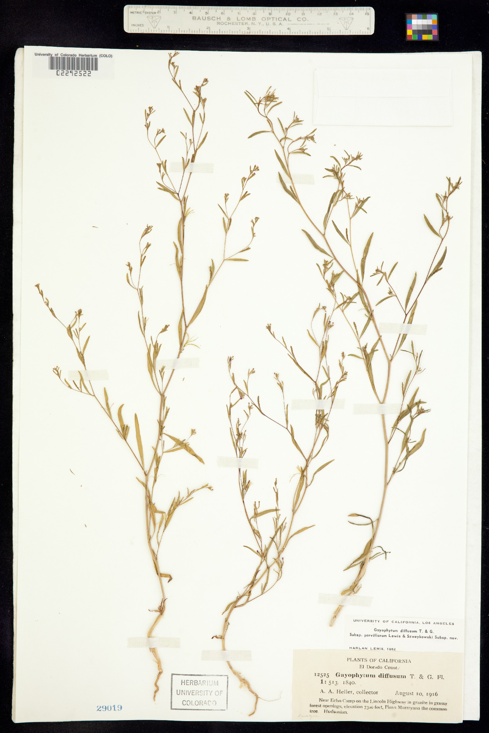 Gayophytum diffusum image
