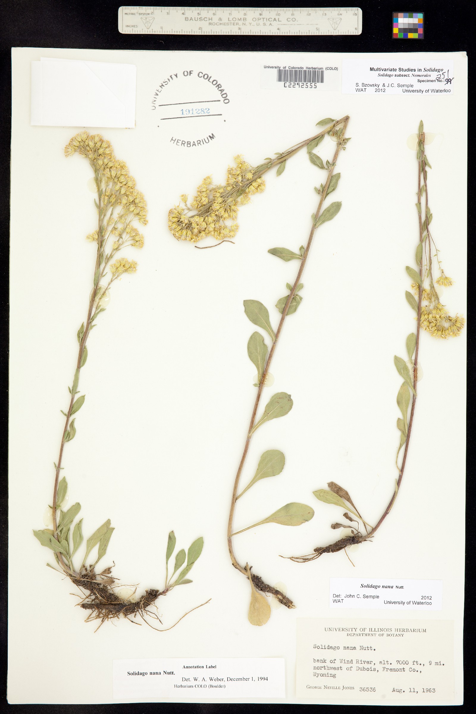 Solidago nana image