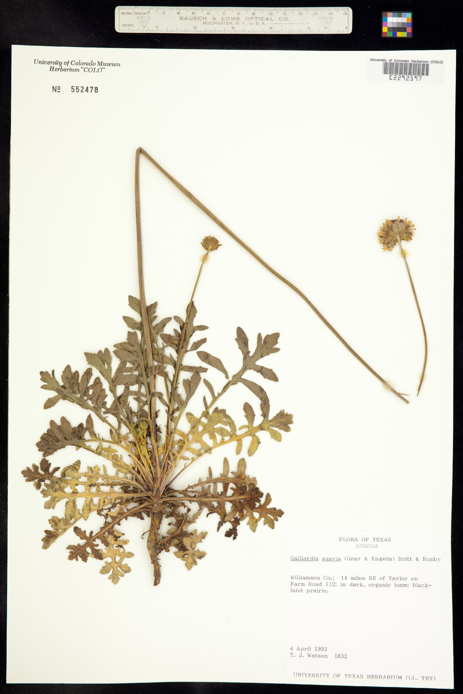 Gaillardia suavis image