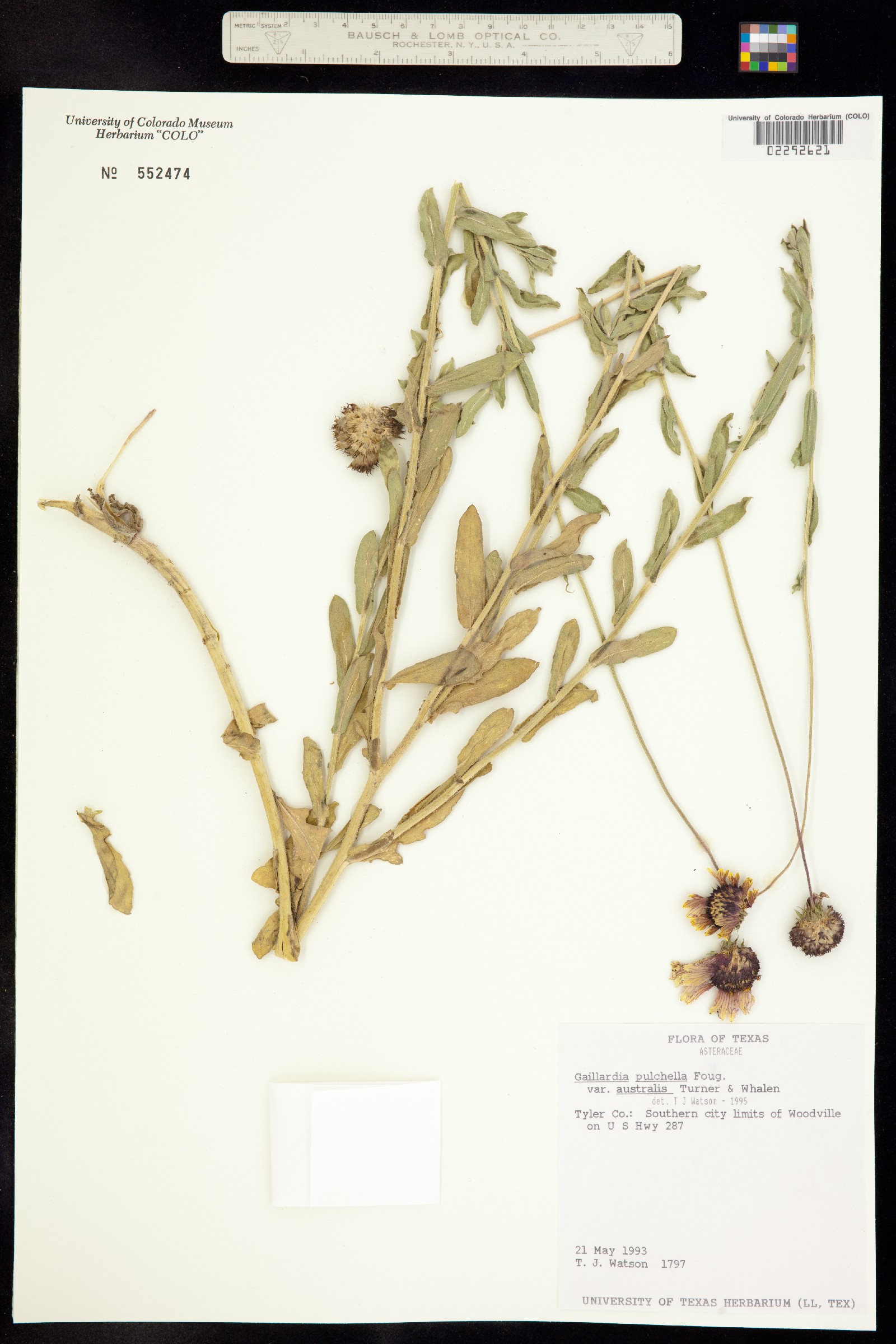Gaillardia pulchella image
