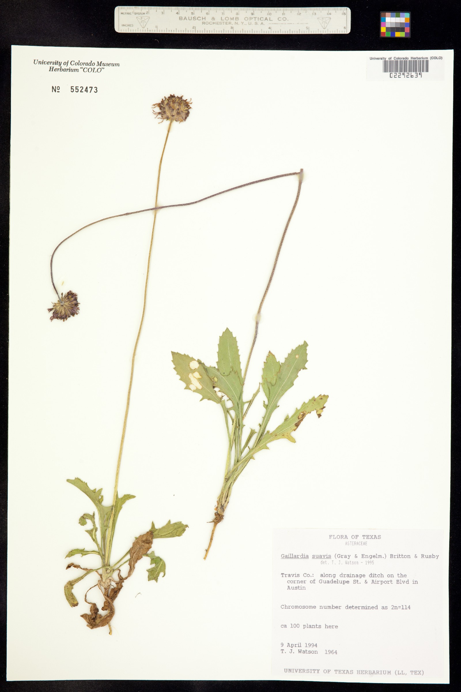 Gaillardia image
