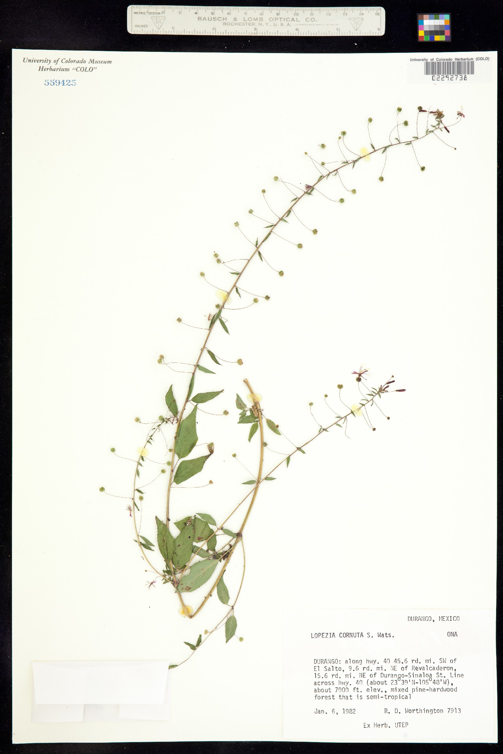 Lopezia cornuta image