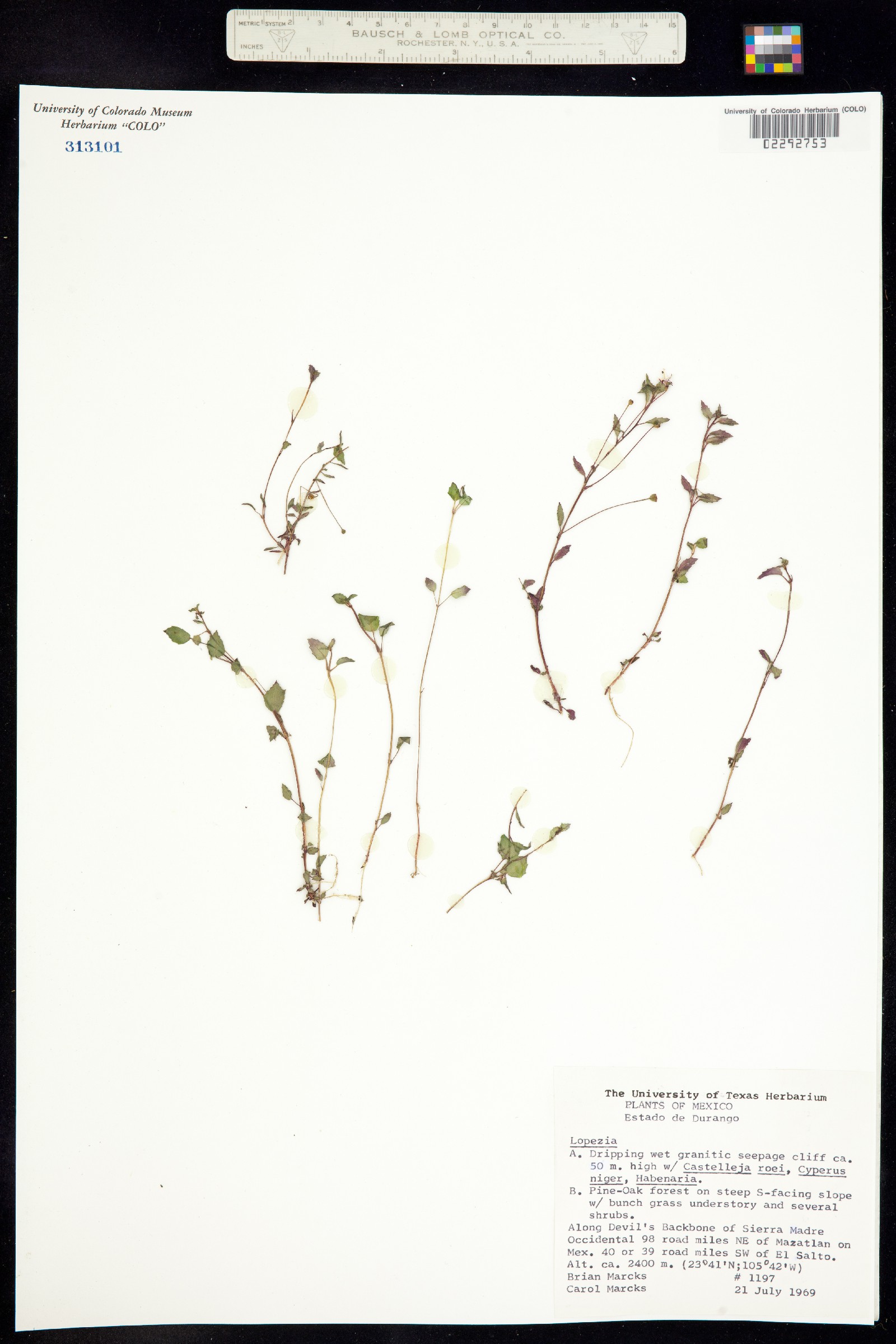 Lopezia image