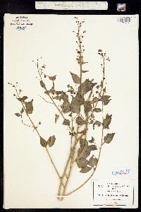 Lopezia trichota image