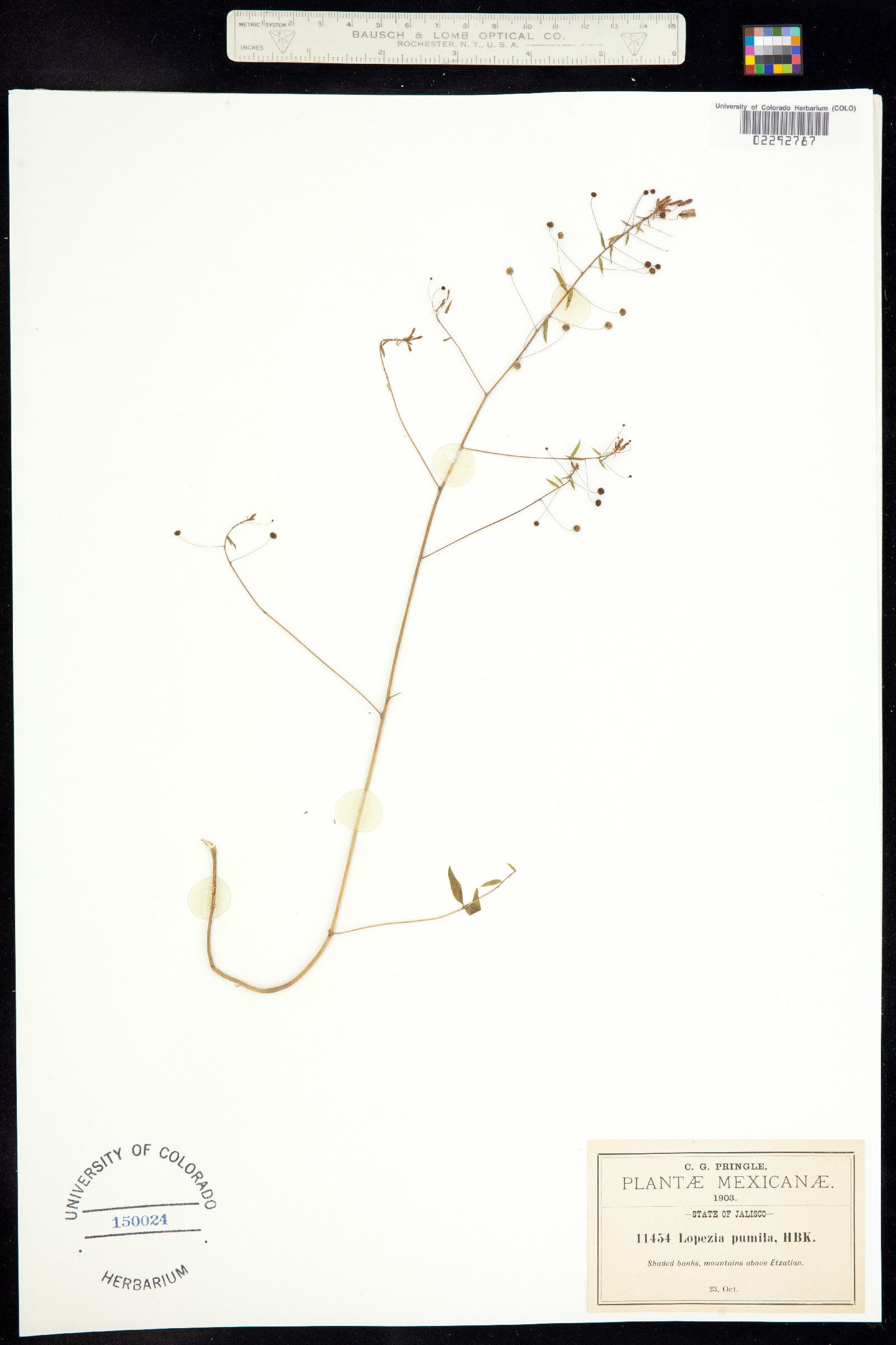 Lopezia pumila image
