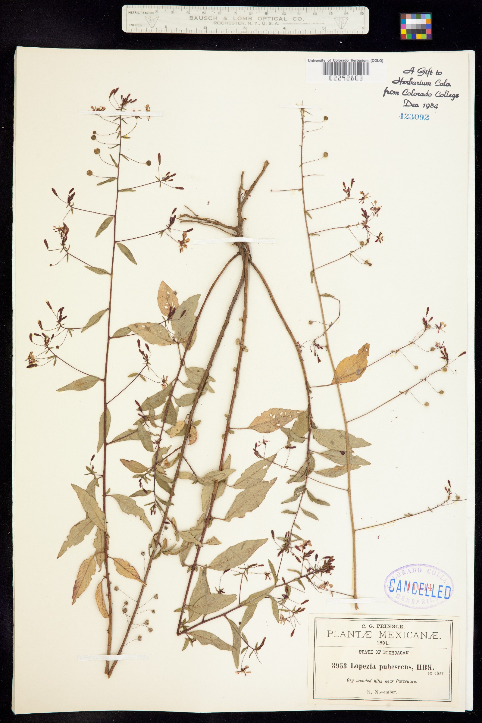 Lopezia pubescens image