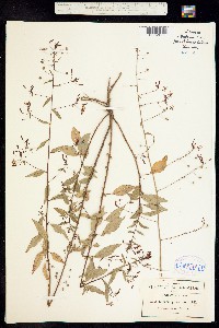 Image of Lopezia pubescens