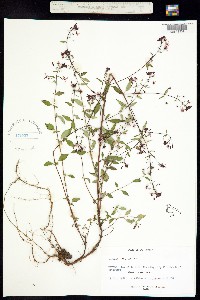 Image of Lopezia racemosa