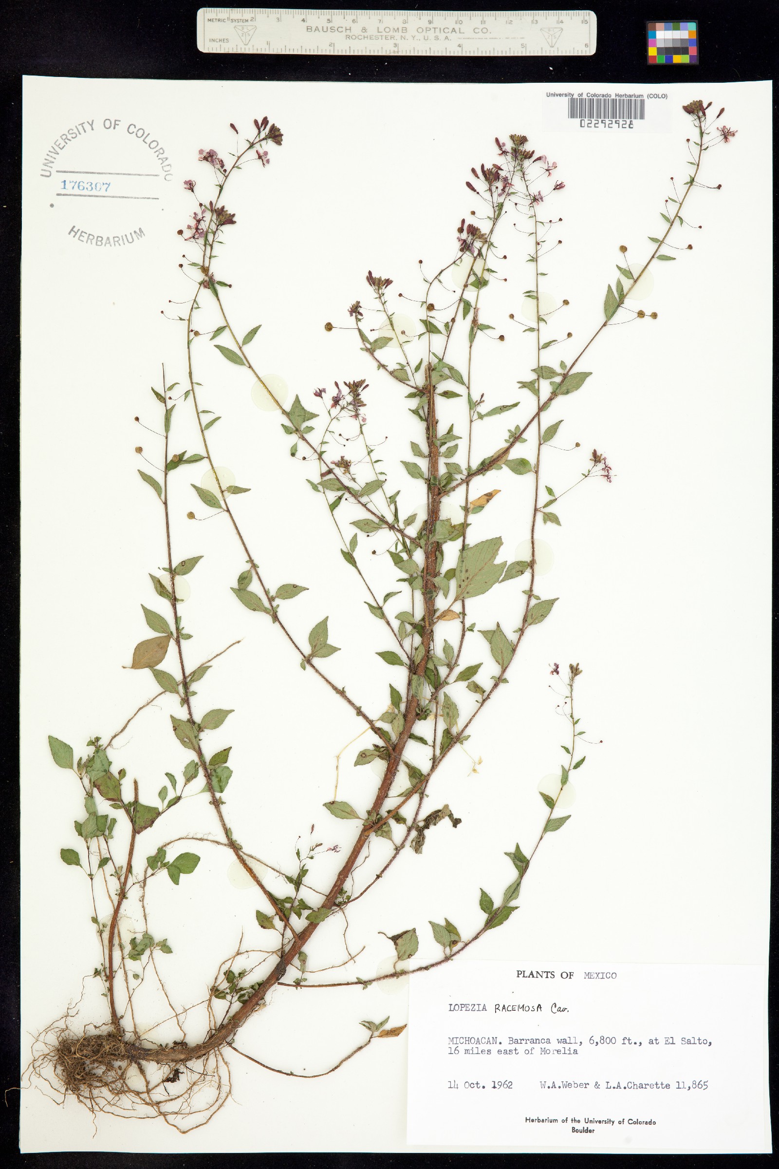 Lopezia image