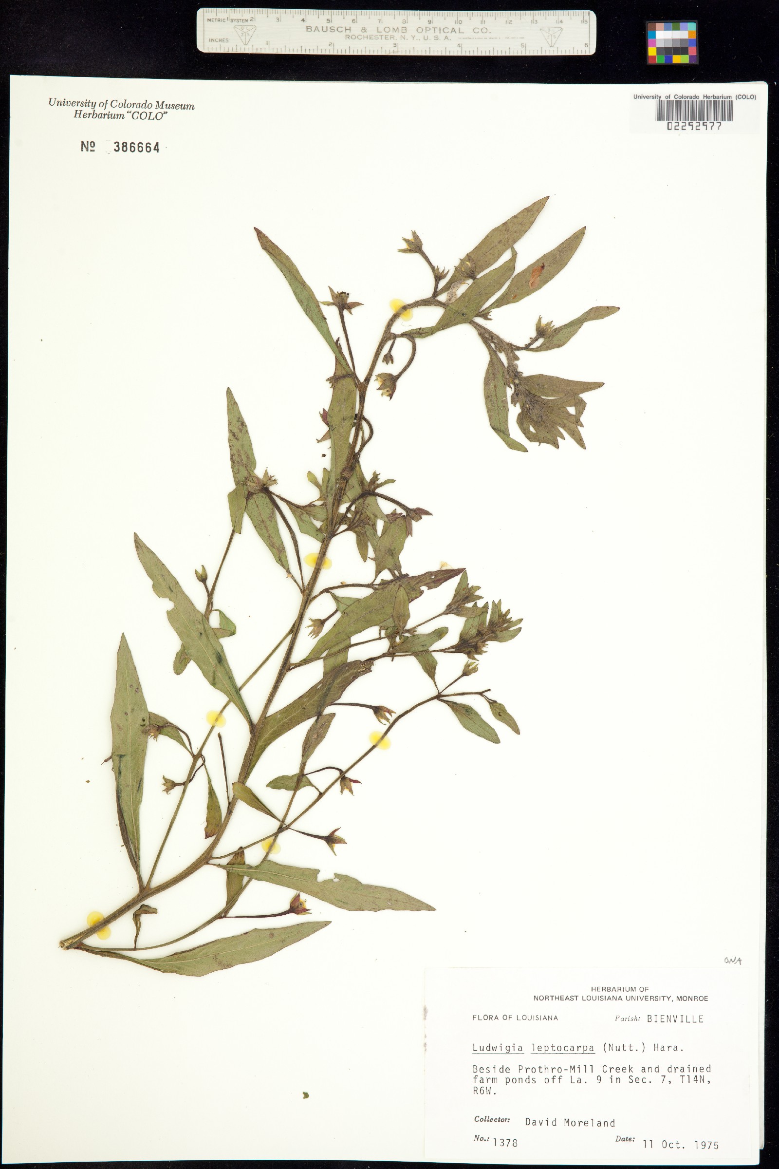 Ludwigia leptocarpa image