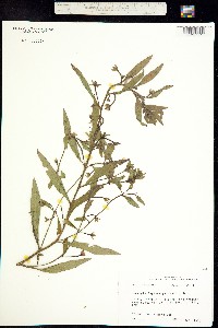 Image of Ludwigia leptocarpa
