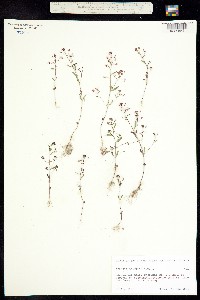 Lopezia gracilis image