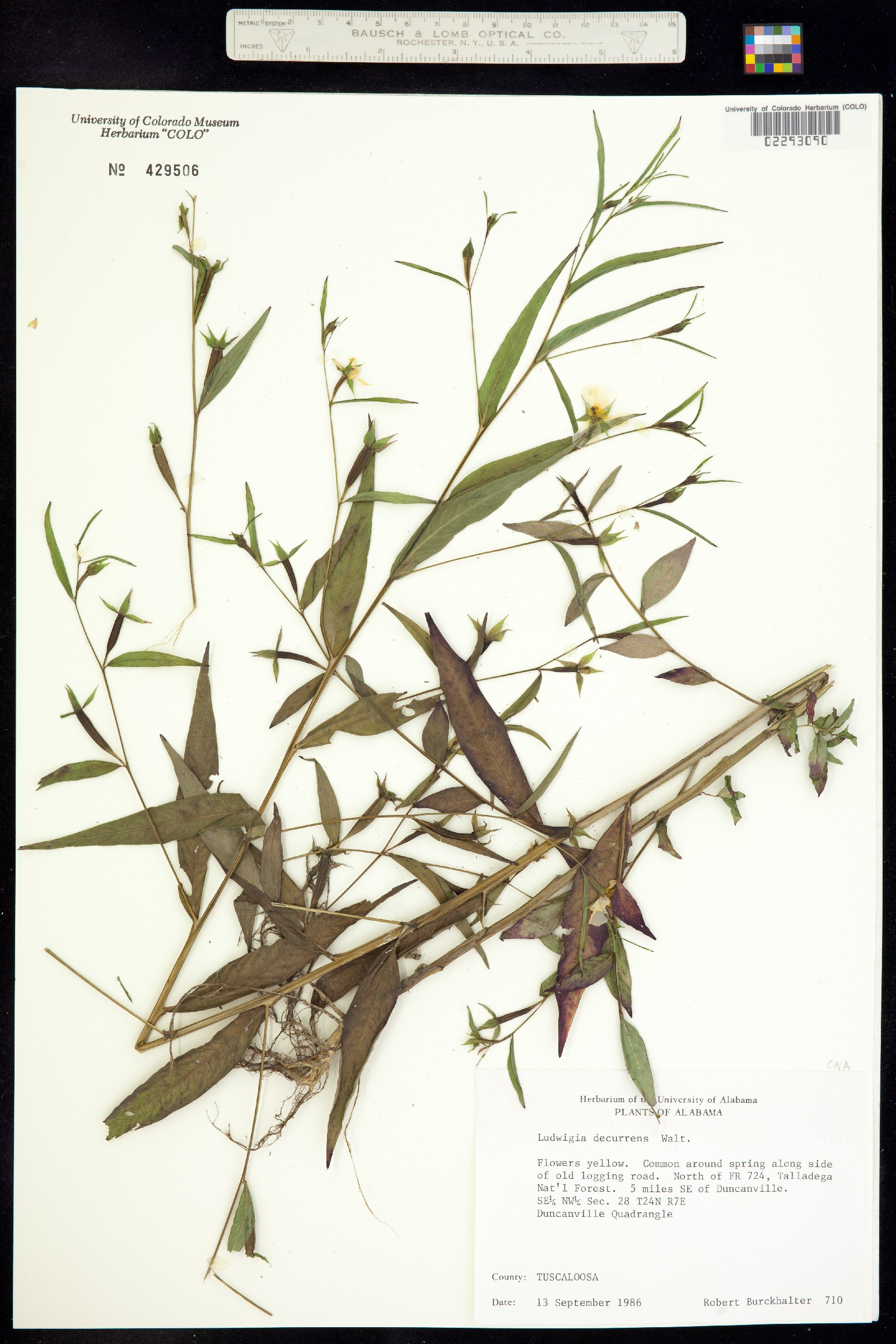 Ludwigia decurrens image