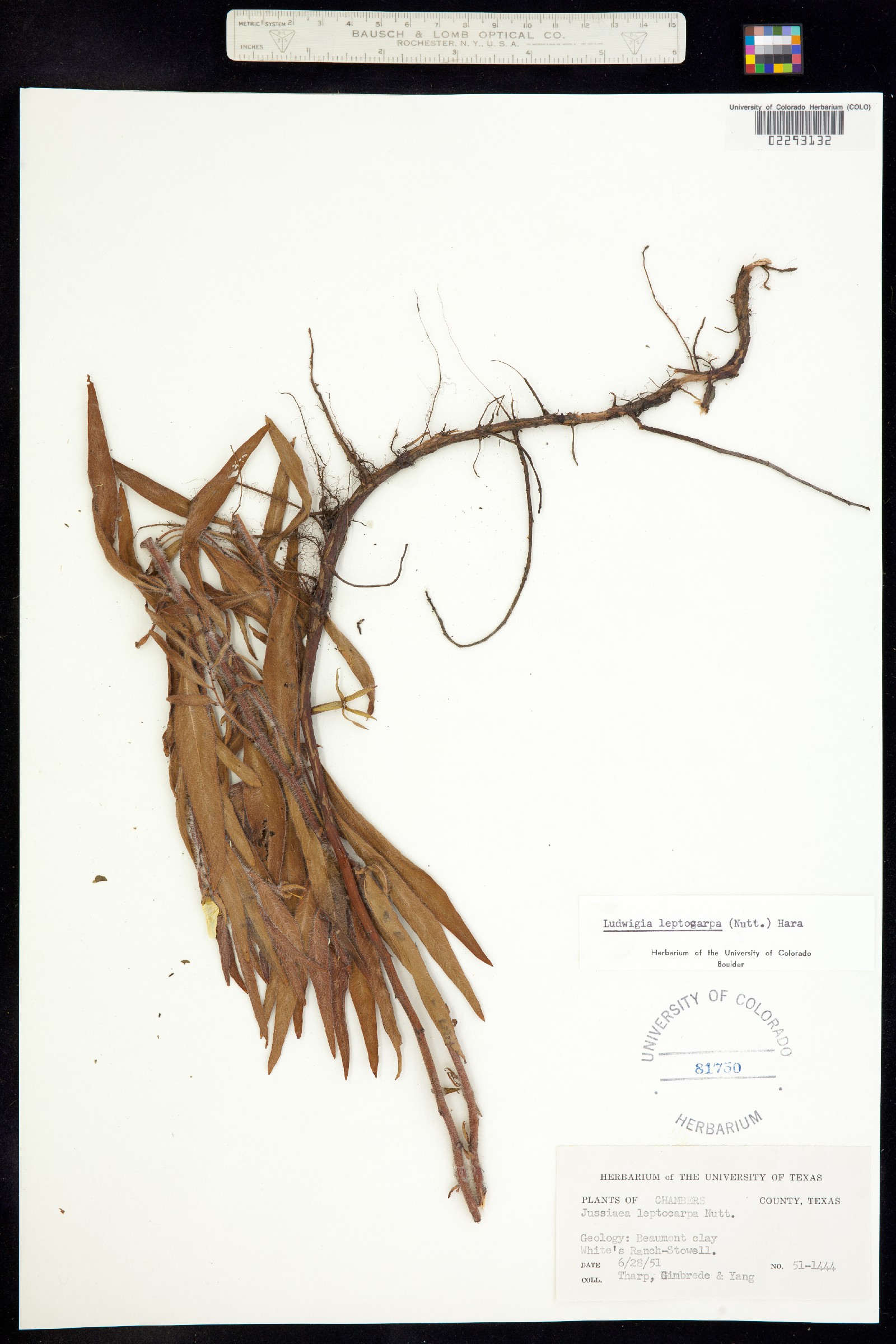 Ludwigia leptocarpa image