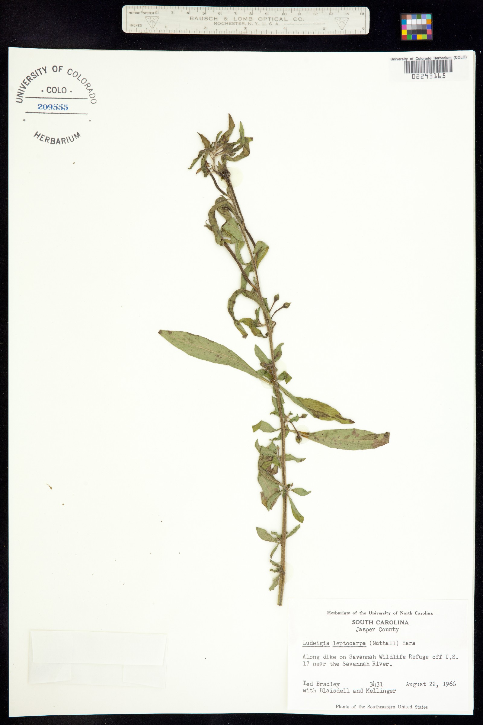 Ludwigia leptocarpa image