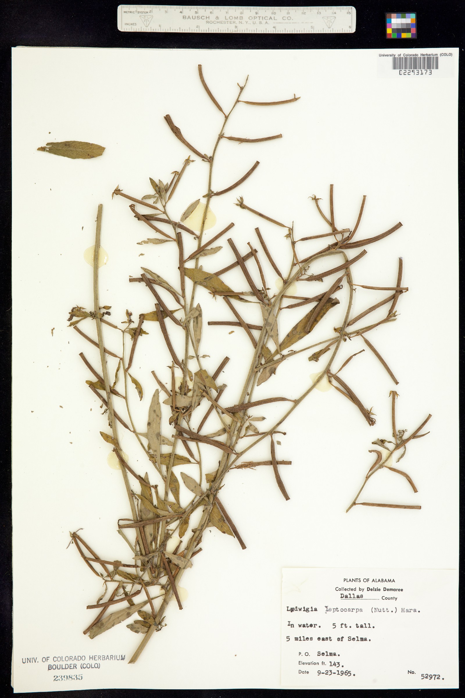 Ludwigia leptocarpa image