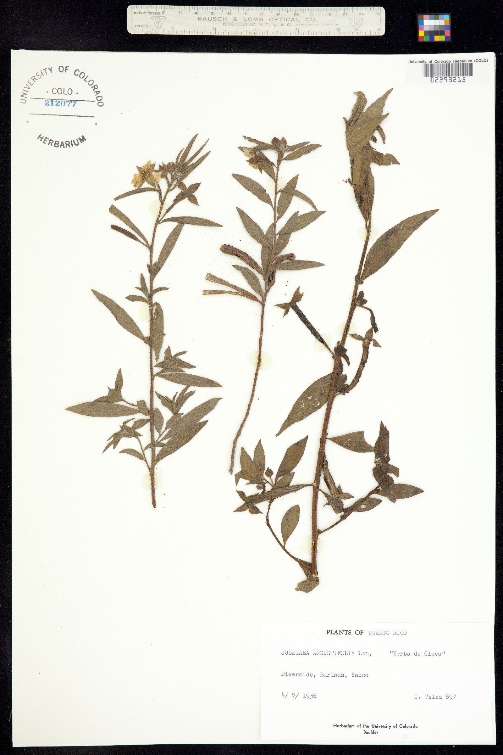Ludwigia angustifolia image