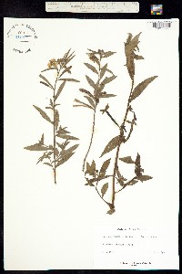 Image of Ludwigia angustifolia